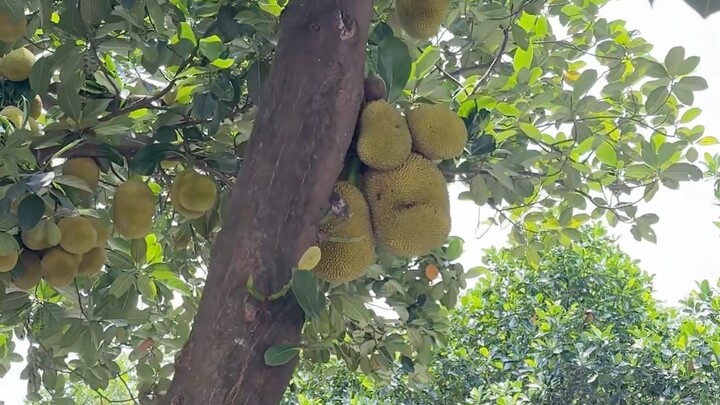 A bumper harvest of jackfruit on the campus of a 211 university in Guangxi has left the master's pro