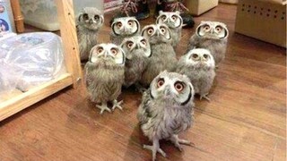 Owl - รวมนกฮูกตลกและนกฮูกน่ารัก ใหม่