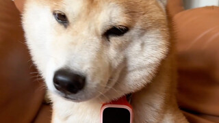 When a puppy has his own phone