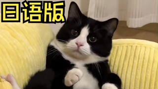 แมวน่ารักสุดๆ [เฉพาะภาษาญี่ปุ่น]