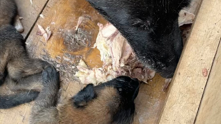 ใจถึงจริงๆ ลืมตาดูโลกได้แค่ 20 วันก็กล้าแย่งเนื้อจากปากสุนัขตัวใหญ่แล้ว 👍 #สัตว์เลี้ยงน่ารัก #บันทึก