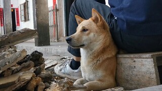 [Anjing] Hanya pemilik anjing paham masalah anjing yang lengket