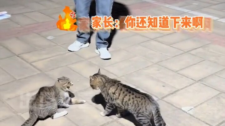 The kitten got called in for a parent-teacher meeting—and they actually brought the mom cat in!