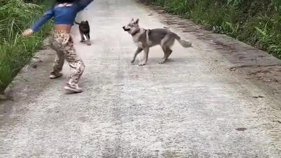 هذا مرض خطير بجد، حتى الكلاب تكرهه وكنت على وشك أن أموت من الضحك!