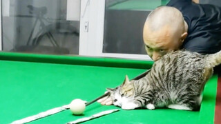 Kitten: Look carefully, I will only teach you once.