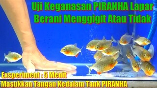 Experiment!! 5 Menit Masukkan Tangan Kedalam Tank Piranha