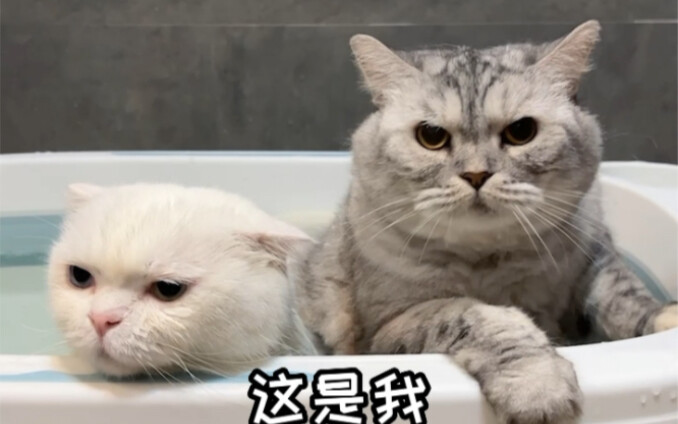 Who would have thought that two of them could be so well-behaved when washed together!