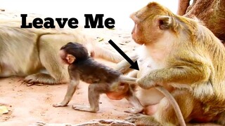 Leave Baby Out!! Baby Monkey Very Bored No Another Play With, Baby Monkey Really Unhappy Want Play