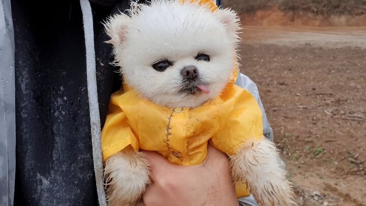 The little dog, frolicking wildly in the rain, falls fast asleep as soon as you pick it up.