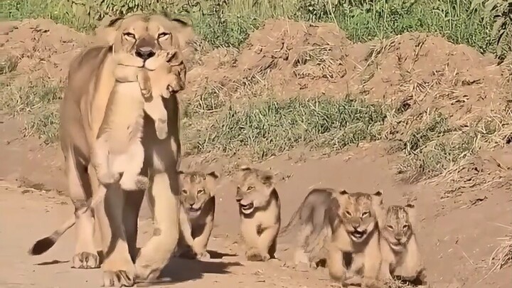 Social lions raise their cubs as a group, boosting the survival rate of the young.