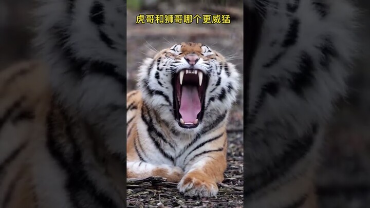 #tiger #shorts
