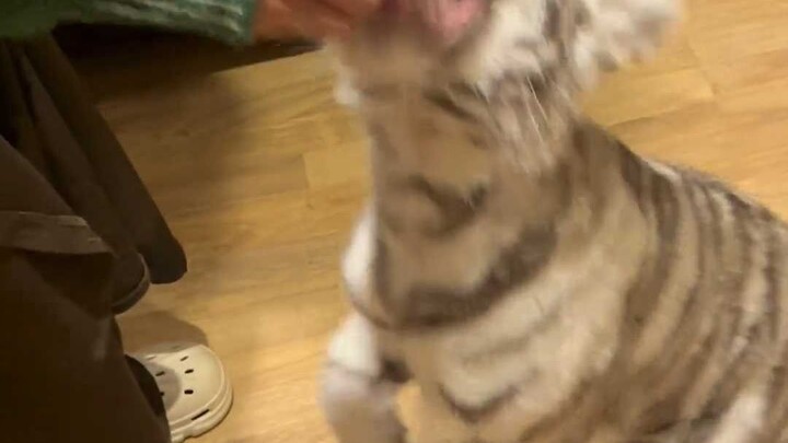 快快快，五分钟没吃饭了已经