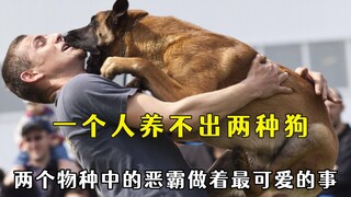 果然一种人养不出两种狗，主打的就是一个陪伴