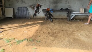 Local Banded Stags (Leiper hatch vs SBR)