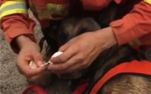After more than 40 hours of rescue efforts, the search-and-rescue dog was injured and collapsed from