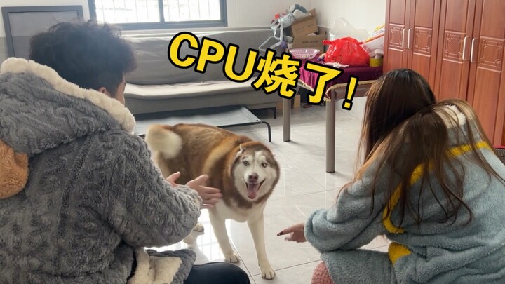 When the male and female owners both want the dog to hug them, how will they choose?