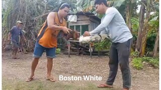White Boston 11 months! First win!