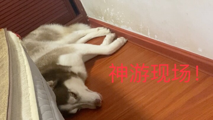 Wondering what this goofy dog is dreaming about?