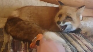 让我们梳梳小狐狸的大尾巴 （梳秃的那种）