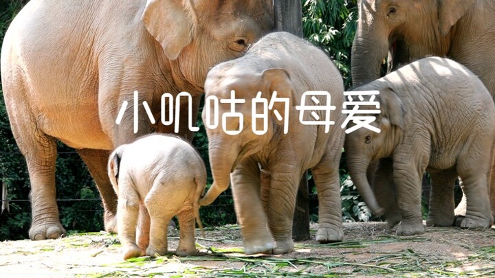 Gajah kecil ditendang!! Kasihan sekali!! Ibunya berlari kencang untuk menenangkannya!! Di dunia ini 