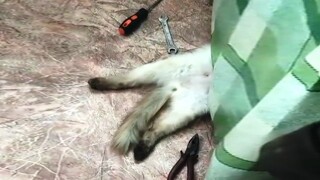 ПРИКОЛЫ С ЖИВОТНЫМИ 😺🐶 Смешные Животные Собаки Смешные Коты Приколы с котами Забавные Животные #72