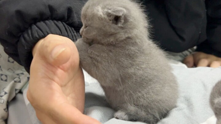 “Cats are carefree and twice as adorable!”