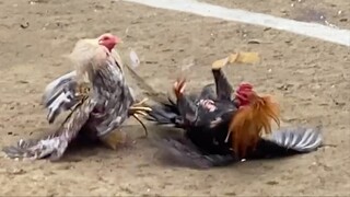 Bulik Vs Mayahin, 110k PARADA LUCENA VS GUMACAA #Sabong International 2HITS ULUTAN