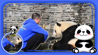 这是一只老年大熊猫，对人非常信赖，饲养员正蹲在一旁和它交流，画面单纯而美好