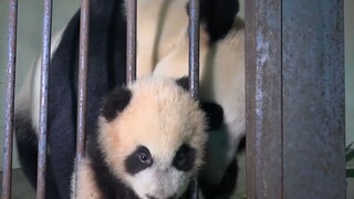 Gấu Trúc Con: Mẹ, Con Muốn Đi Chơi, Gấu Trúc Mẹ: Không, Con Không Muốn
