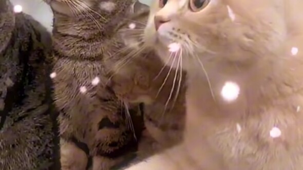 Daju: Aku bisa berjabat tangan, ayo berjabat dengan aku!