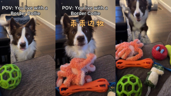 Chú cún Border Collie ngoan quá!