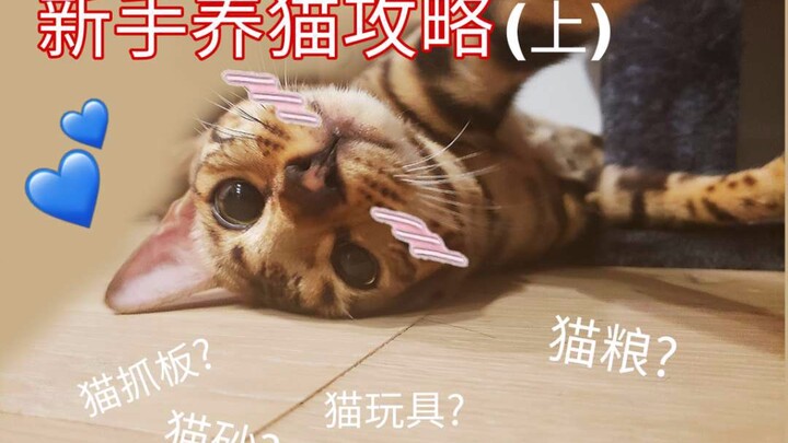 Beginner’s Guide to Cat Ownership (Part 1): Preparing to Bring Your Cat Home
