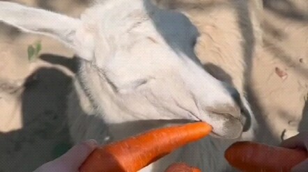 I have something to say, but I won’t say it.