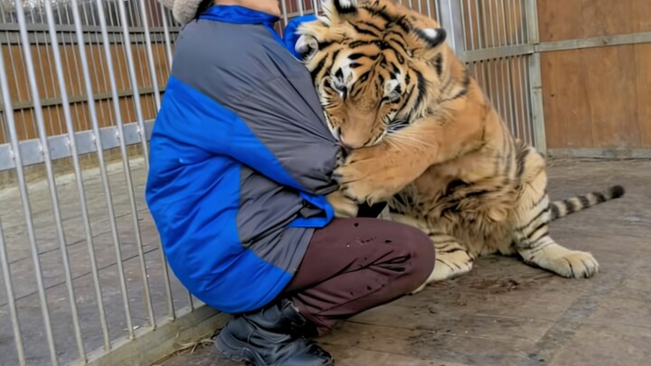 Wolf: Oh no, the tiger next door has taken human form!!