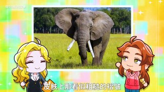 活久见，大象的耳朵除了听声音竟然还有这么多作用