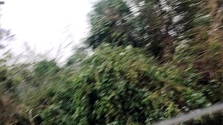 gala sa turtle nemetpet