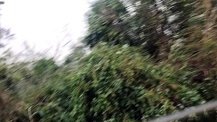 gala sa turtle nemetpet