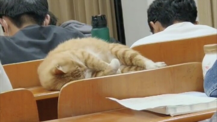 Kakak Kucing: Lihatlah, ruang kelas memang tempat yang pas untuk tidur!