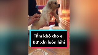 Tắm khô xịn luôn cả nhà ơi. cunyeucuadua chó chócon chókhôn chócute chó_cưng chócon chókhôn chómèo xuhuong fyp