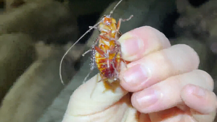 The natural enemy of cockroaches is pigs?