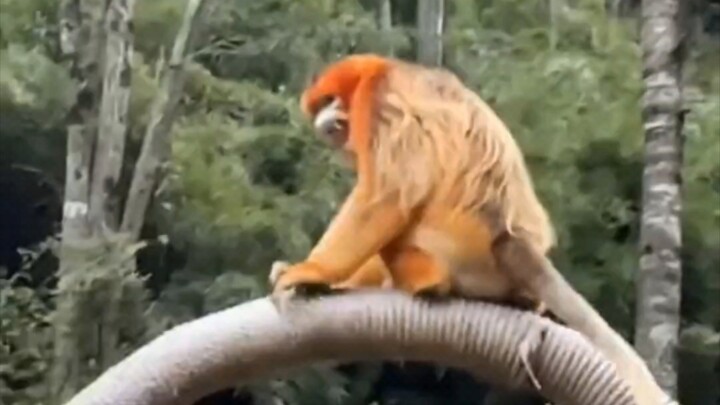 Golden Snub-Nosed Monkey King: Get your kids in line and step aside—I’m about to show you what I’m m