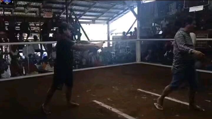 #grey #sabong