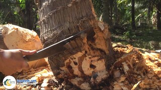 ĐUÔNG DỪA XÀO CỦ HỦ DỪA - ĐẶC SẢN QUÊ NHÀ | Hội Ngộ Miền Tây #491