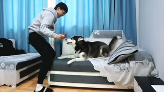 [Animals]What will happen if try to rub Husky's rump