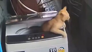 🐱:我已出仓，感觉想哕