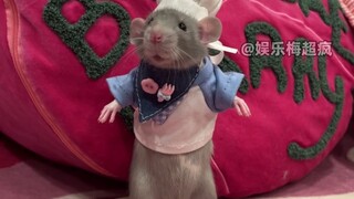 Chuột chuột à, nhưng tôi khác với chuột đấy nha