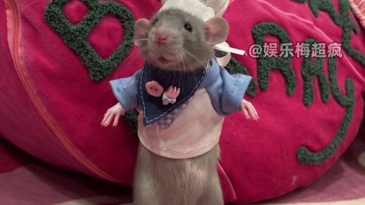 Aku tikus, tapi aku berbeda dari tikus lho