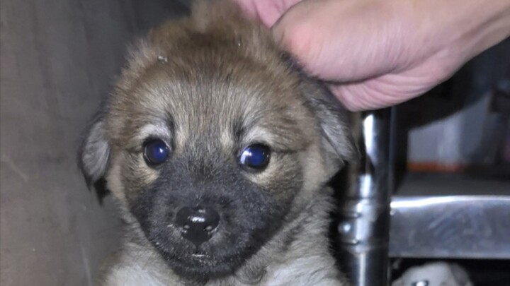 Aku sudah bukan lagi manusia liar yang tak punya anak anjing