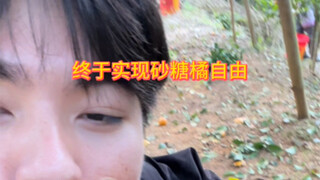 终于实现砂糖橘自由！