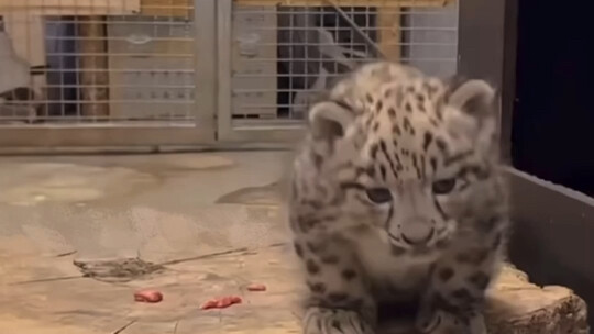 The snow leopard cub's calls are so adorable—just like a little bird!